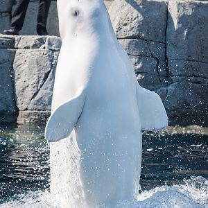 Qila, beluga whale (Delphinapterus leucas)