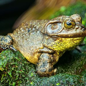 American bullfrog (Lithobates catesbeianus)