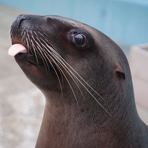 Steller sea lion (Eumetopias jubatus)