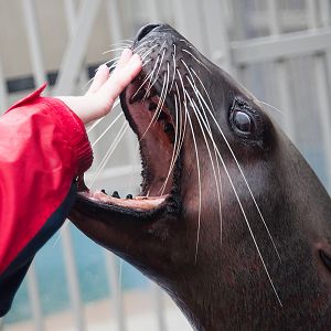 Steller sea lion (Eumetopias jubatus)