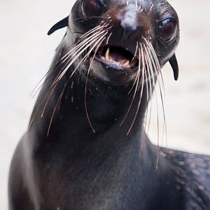 Northern fur seal (Callorhinus ursinus)