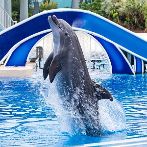 Common bottlenose dolphin (Tursiops truncatus)