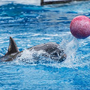 Common bottlenose dolphin (Tursiops truncatus)