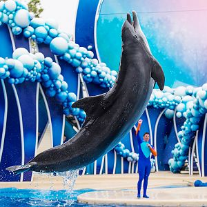 Common bottlenose dolphin (Tursiops truncatus)