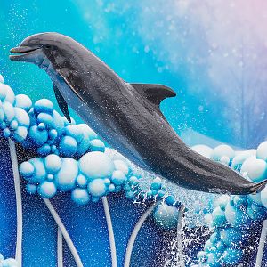 Common bottlenose dolphin (Tursiops truncatus)