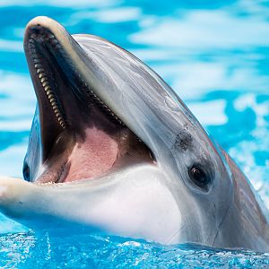 Common bottlenose dolphin (Tursiops truncatus)