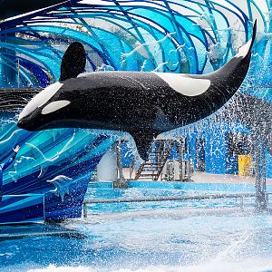 Katina, Orca (Orcinus orca)