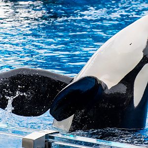 Trua, Orca (Orcinus orca)