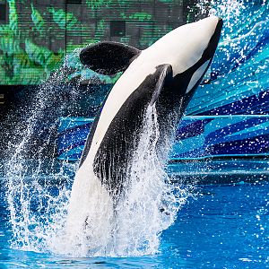 Katina, Orca (Orcinus orca)