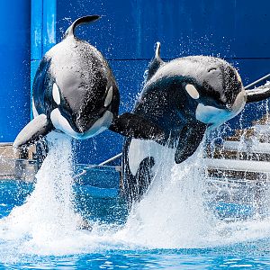 Katina and Nalani, Orca (Orcinus orca)
