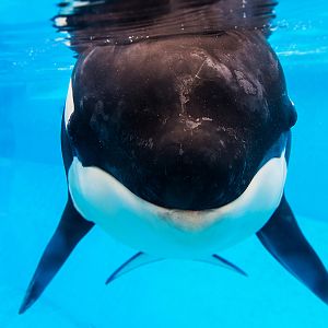 Makaio, Orca (Orcinus orca)