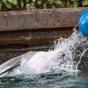 Common bottlenose dolphin (Tursiops truncatus)