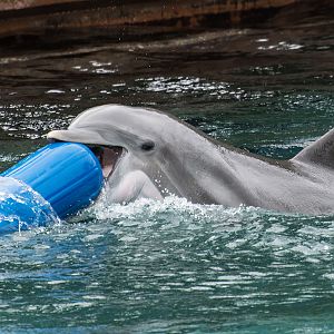 Common bottlenose dolphin (Tursiops truncatus)