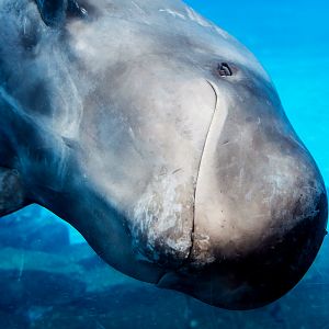 Short-finned pilot whale (Globicephala macrorhynchus)