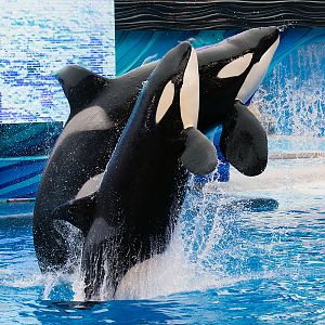 Makaio and Trua, Orca (Orcinus orca)