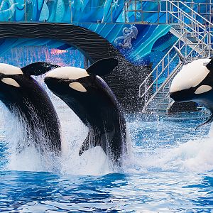 Malia, Nalani, and Katina, Orca (Orcinus orca)