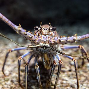 Spiny lobster