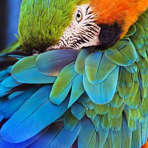 Blue-and-yellow macaw (Ara ararauna)