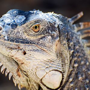Green iguana (Iguana iguana)