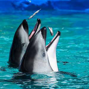 Ohana & Li'i, Pacific white-sided dolphin (Lagenorhynchus obliquidens)