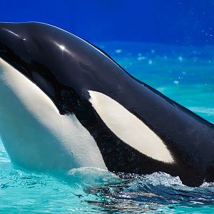 Tokitae, Orca (Orcinus orca)