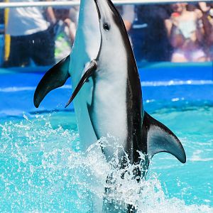 Ohana, Pacific white-sided dolphin (Lagenorhynchus obliquidens)