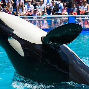 Tokitae, Orca (Orcinus orca)