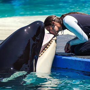 Tokitae, Orca (Orcinus orca)