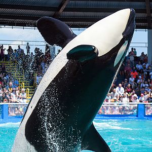 Tokitae, Orca (Orcinus orca)