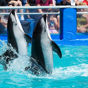 Ohana & Li'i, Pacific white-sided dolphin (Lagenorhynchus obliquidens)