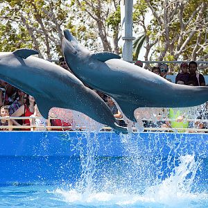 Common bottlenose dolphin (Tursiops truncatus)