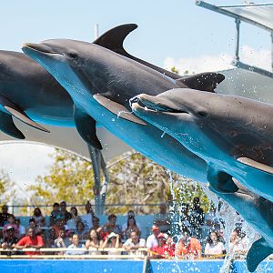 Common bottlenose dolphin (Tursiops truncatus)