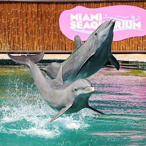 Common bottlenose dolphin (Tursiops truncatus)