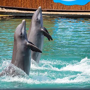 Common bottlenose dolphin (Tursiops truncatus)