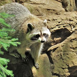 [July 2017] Laurentian Maple Forest- common raccoon (Procyon lotor)