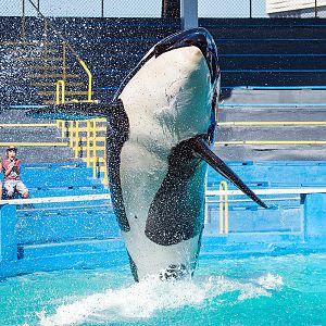 Tokitae, Orca (Orcinus orca)