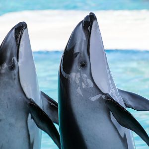 Ohana & Li'i, Pacific white-sided dolphin (Lagenorhynchus obliquidens)