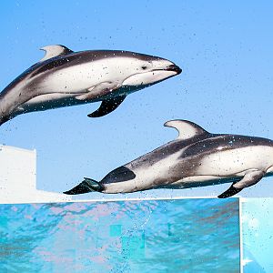Ohana & Li'i, Pacific white-sided dolphin (Lagenorhynchus obliquidens)