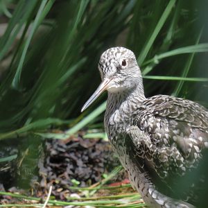 [July 2017] Gulf of St. Lawrence- greater yellowlegs (Tringa melanoleuca)