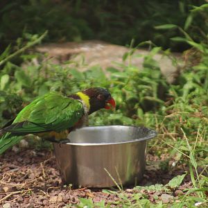 Lorikeet ID?