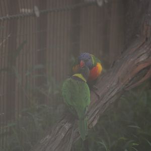 Lorikeet ID?