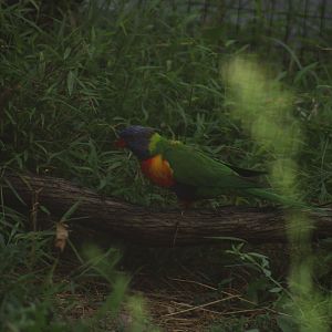 Lorikeet ID?