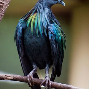 Nicobar pigeon (Caloenas nicobarica)