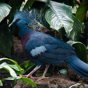 Victoria crowned pigeon (Goura victoria)