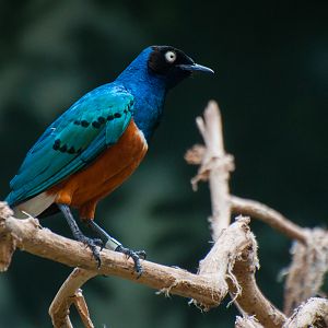Superb starling (Lamprotornis superbus)
