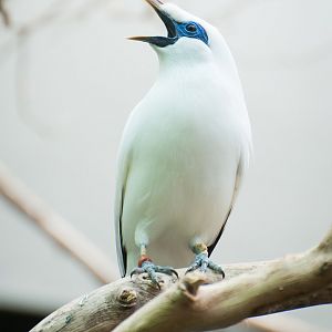 Bali myna (Leucopsar rothschildi)