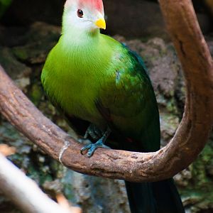 Red-crested turaco (Tauraco erythrolophus)