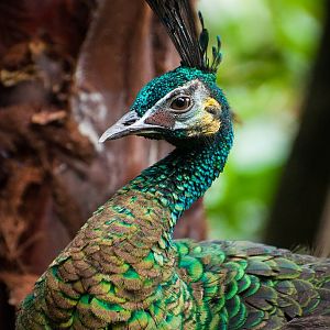 Indonesian peafowl (Pavo muticus)