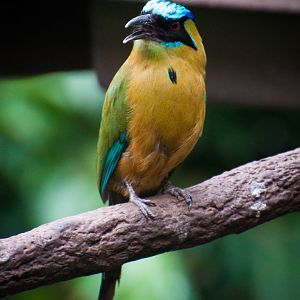 Lesson's motmot (Momotus lessonii)
