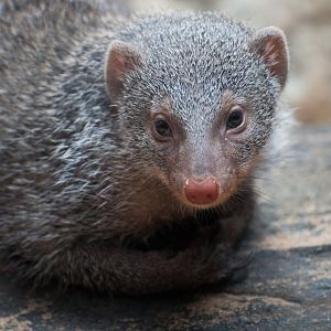 Banded mongoose (Mungos mungo)